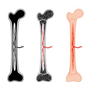 Three comparative views of long bone anatomy showing vascular system and internal structure in different visualization styles